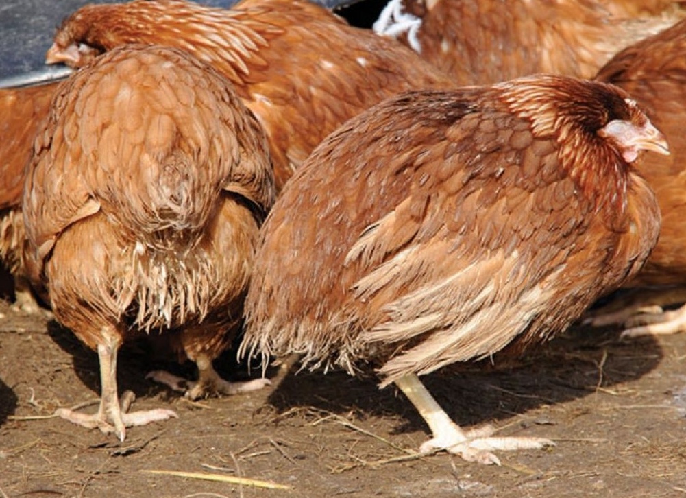 Инфекционный Энцефаломиелит