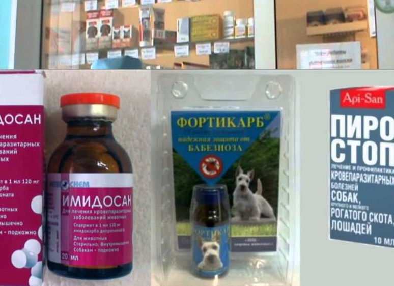 Лечение пироплазмоза