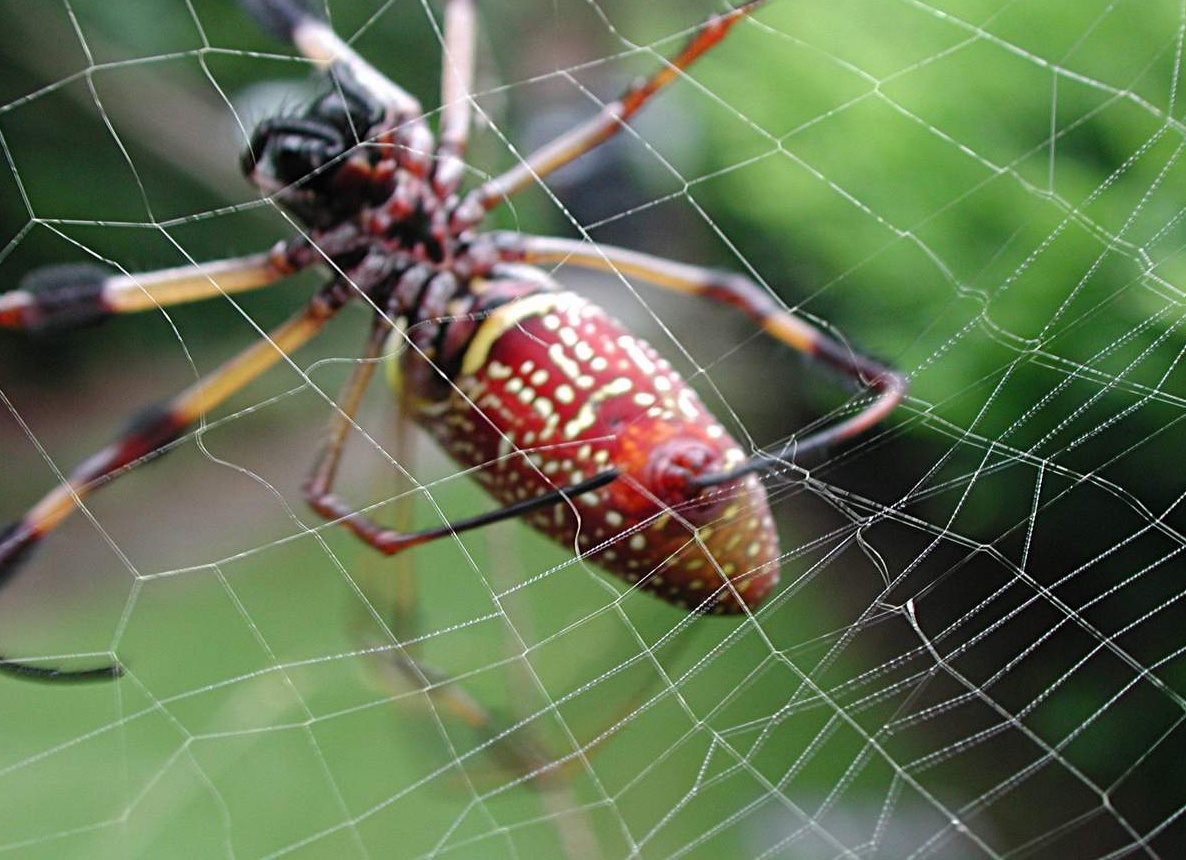 Какое значение в жизни пауков имеет паутина?