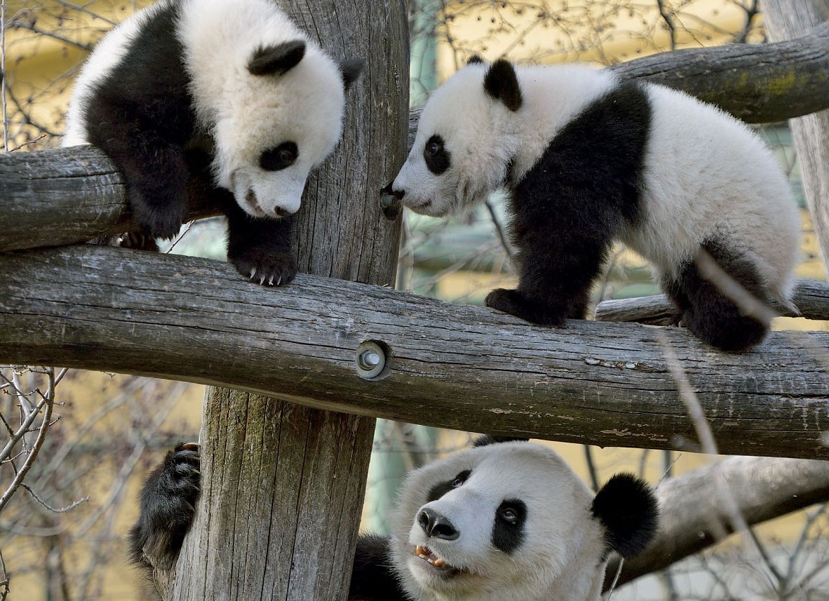 Осиротевший детеныш антилопы в британском зоопарке