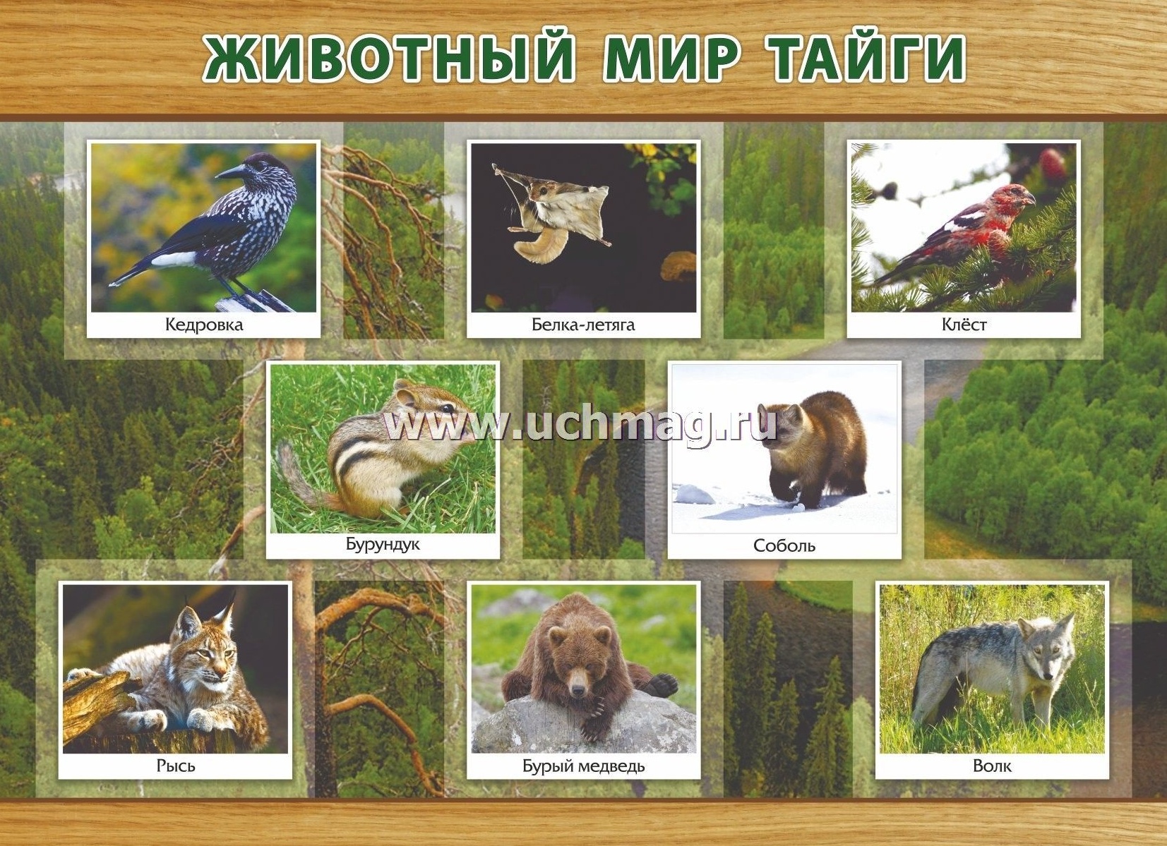 ЖИВОТНЫЙ МИР ТАЙГИ.