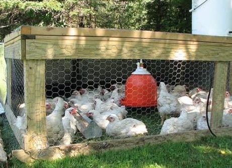 Выращивание цыплят бройлеров в домашних условиях