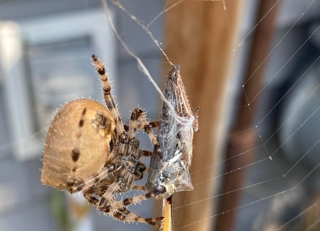 Объем потребляемой пауками пищи не так велик, как можно предположить, исходя из размеров насекомого.
