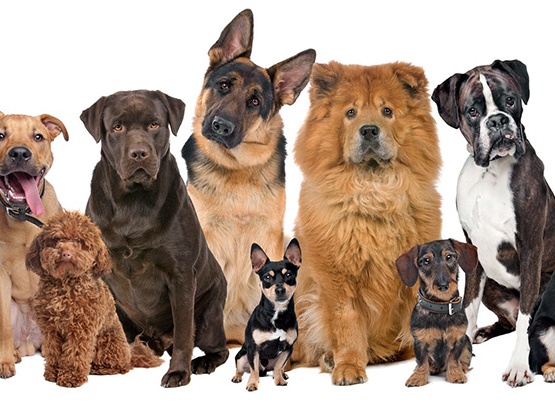 Как выбрать собаку