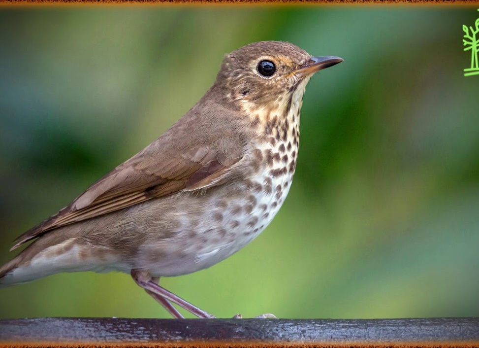 Как поют дрозды. 10 певчих птиц Как поют дрозды. 10 певчих птиц