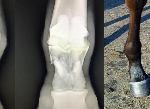 Заболевание костей, суставов, копыт лошади