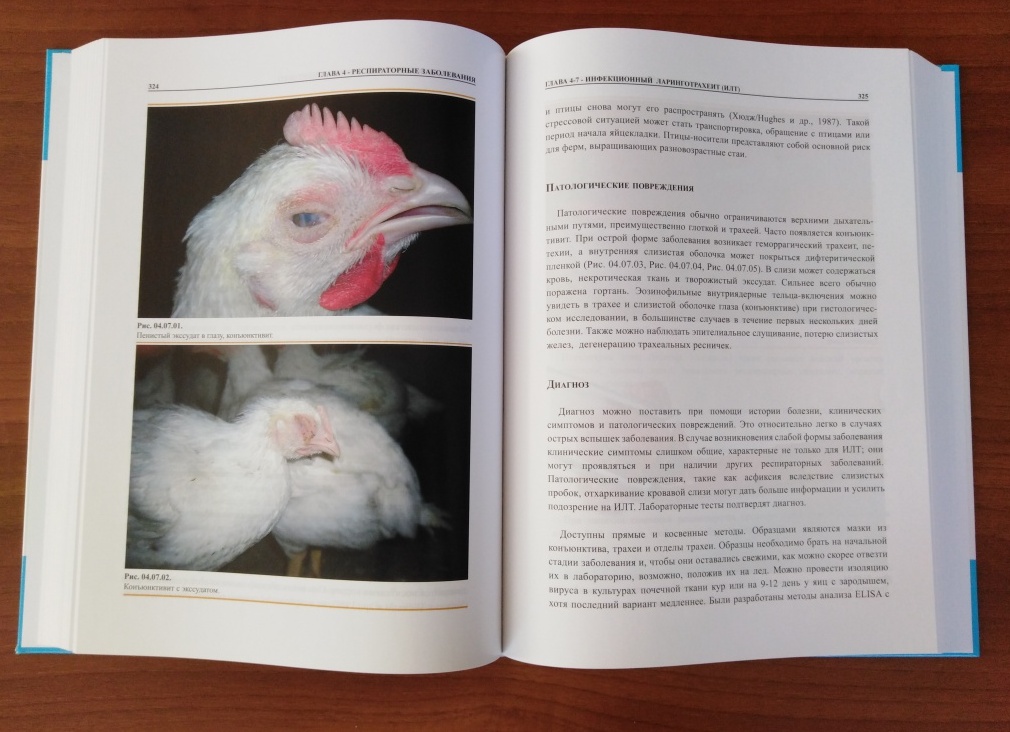 Болезни цыплят бройлеров Болезни цыплят бройлеров