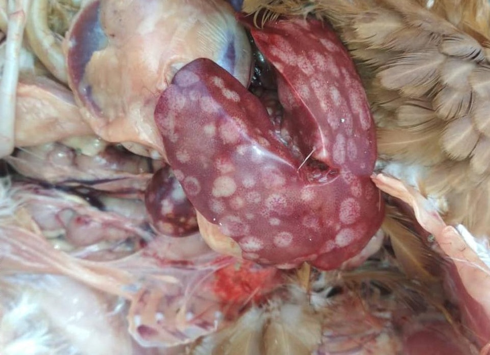 Как распознать болезнь Марека? Как распознать болезнь Марека?