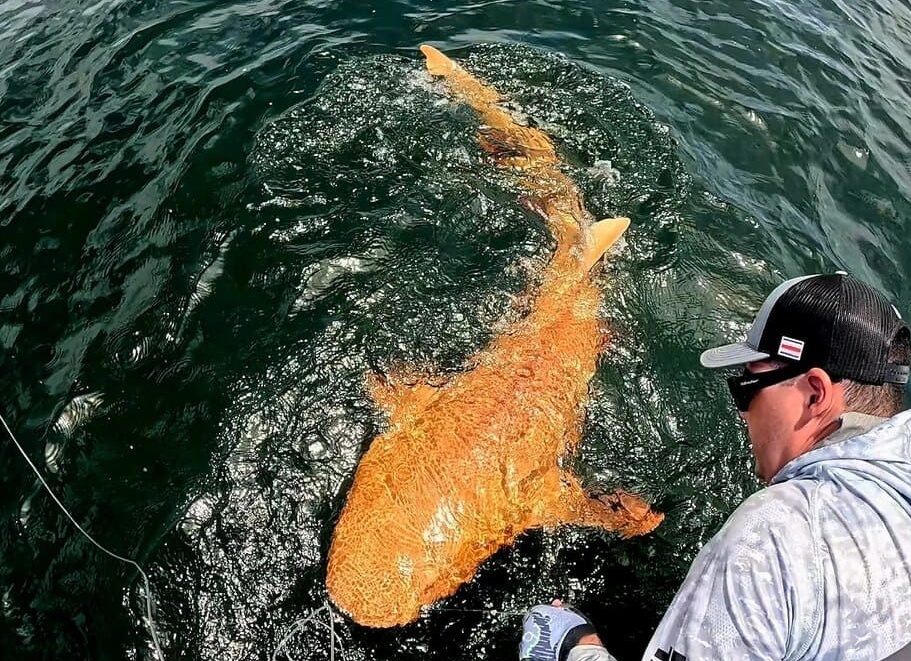 Усатая акула нянька. На уме один лишь секс.