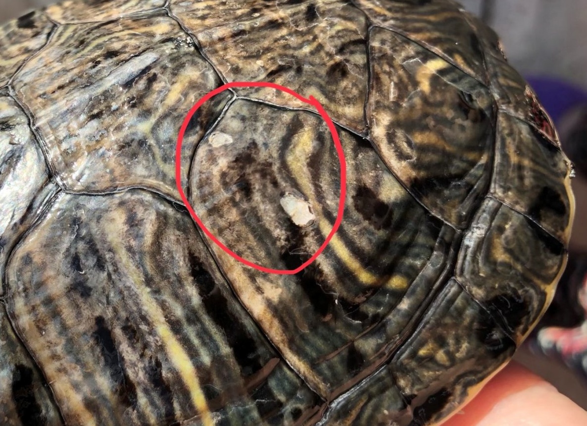 Как понять по панцирю, чем болеет домашняя черепаха