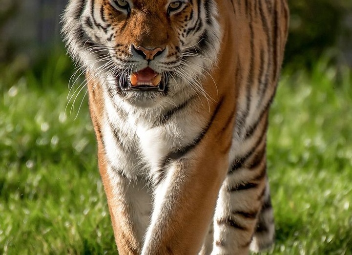 Амурский тигр. Образ жизни и среда обитания амурского тигра