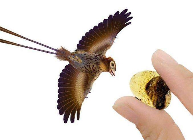 ПЕРВЫЙ КАДР ЗАСТЫВШЕГО 99 МЛН ЛЕТ НАЗАД В ЯНТАРЕ ПТЕНЦА