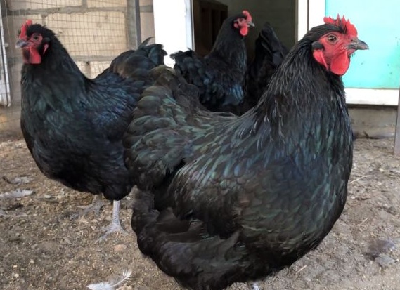 Куры породы Джерсейский гигант