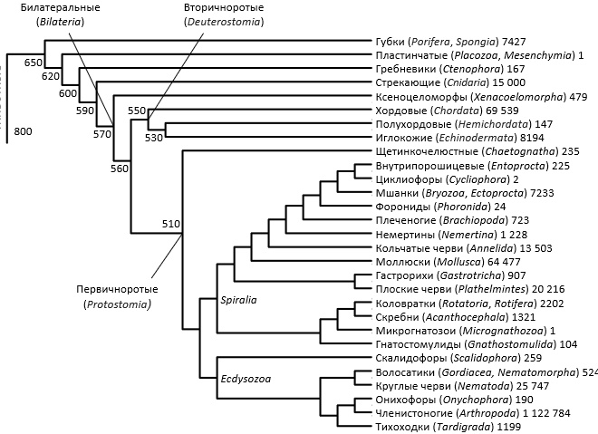 Классификация животных