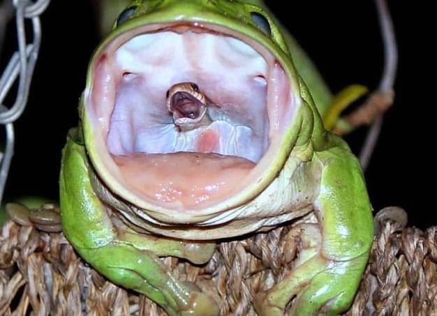 лягушка проглотила змею, но та не сдается Читать полностью:  https://42.tut.by/565159