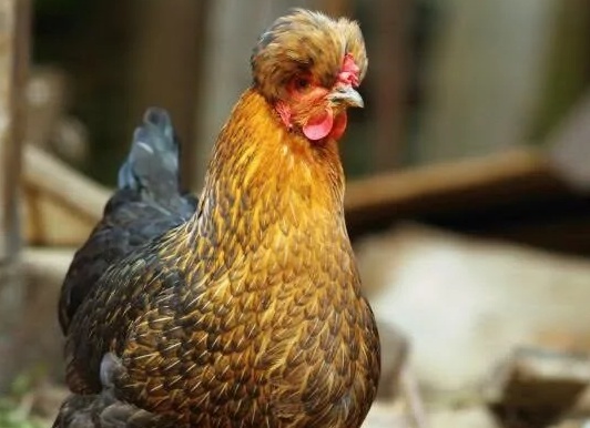 Русская хохлатая курица