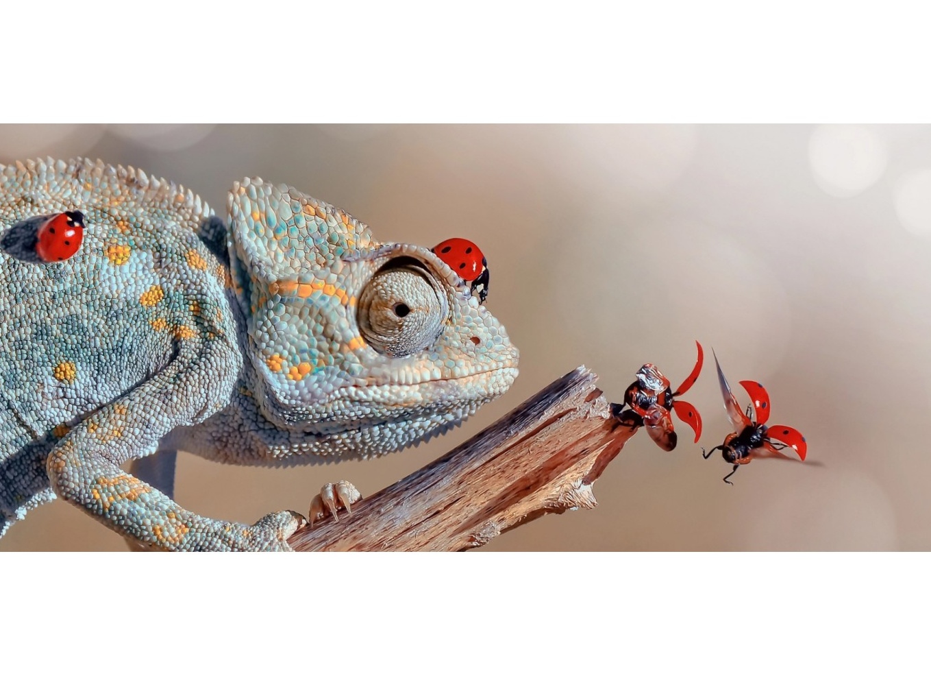 Как выбрать хамелеона и содержать его дома?