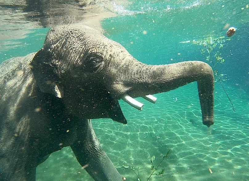 Могут ли слоны плавать?