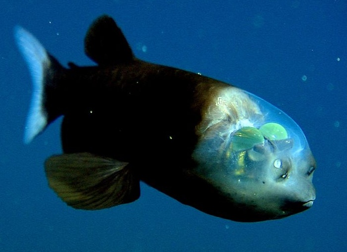 Малоротая макропинна - уникальная рыба с прозрачной головой