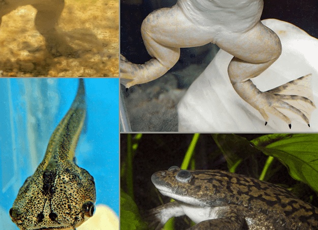 Этим прозрачным лягушкам нечего скрывать