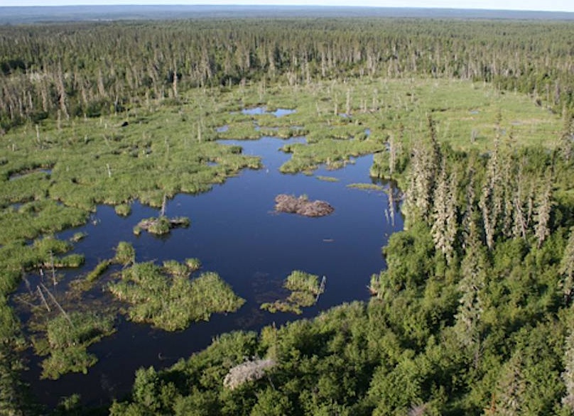 Самая большая бобровая плотина