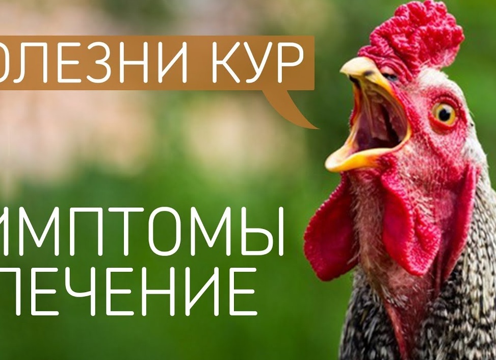 Описание основных болезней цыплят