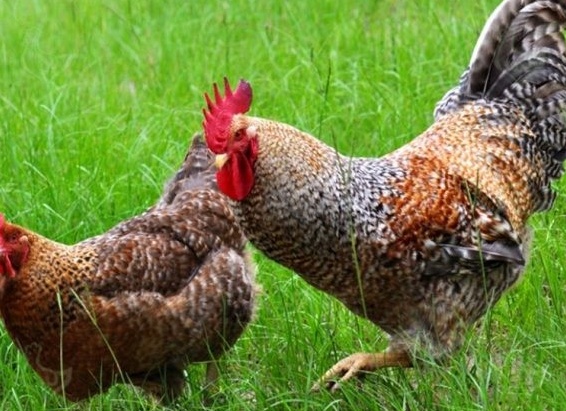 Куры породы Билефельдер