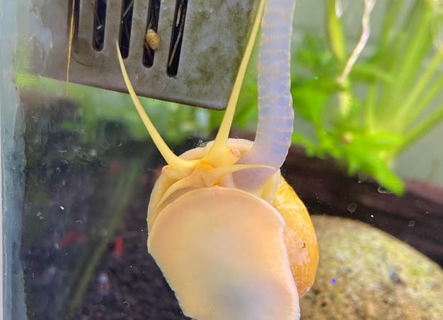 Улитки - затейники