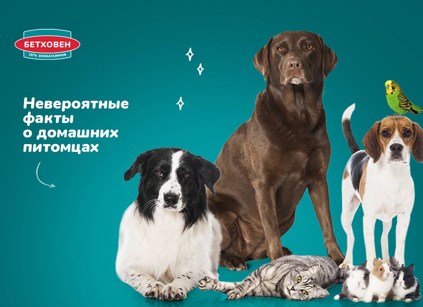 Интересные факты о домашних животных