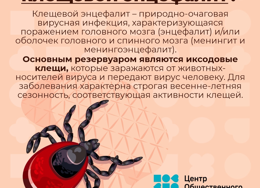 Какие болезни переносят клещи Какие болезни переносят клещи
