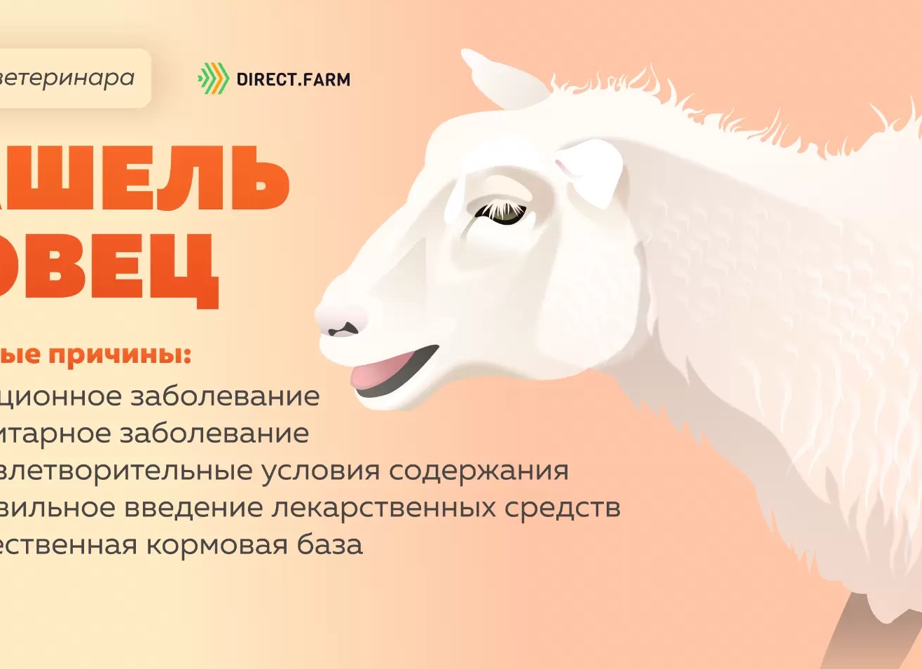 Кашель у овец