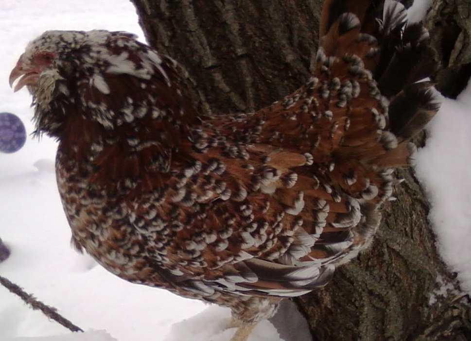 Куры породы Орловская Орловские Куры, Russian Orloff