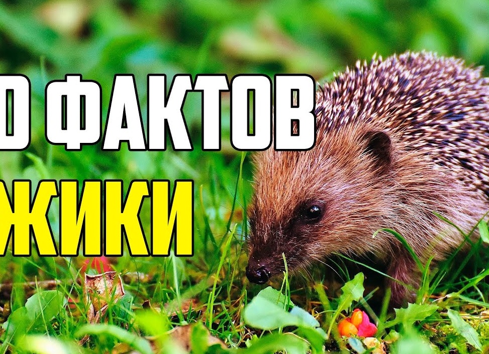 Интересные факты из жизни ежей