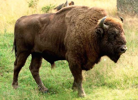 Зубр животное. Образ жизни и среда обитания зубра