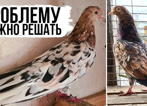 голуби николаевские