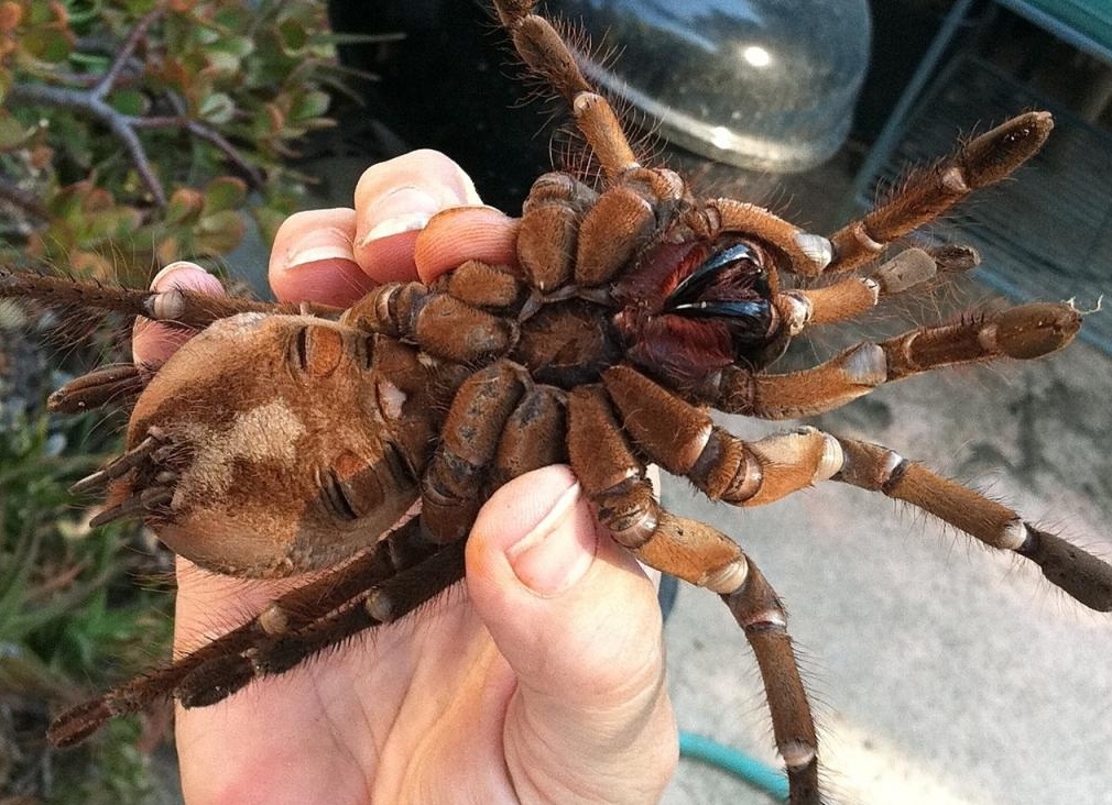 Какие в природе бывают виды пауков