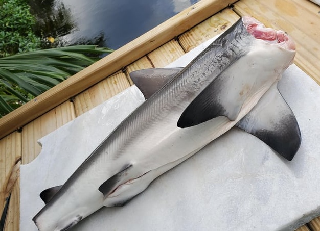 Шестижаберная акула. Доисторический монстр.