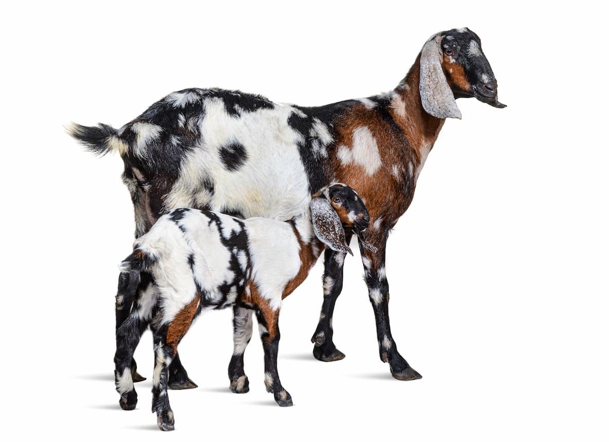 Козы: внешний вид, история выведения и преимущества пород