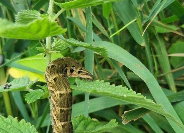 Эти прекрасные гусеницы Эти прекрасные гусеницы