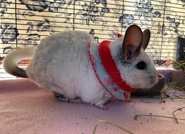 Что делать, если у шиншиллы гноятся глаза