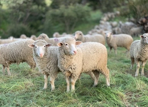 Особенности содержания и разведения коз