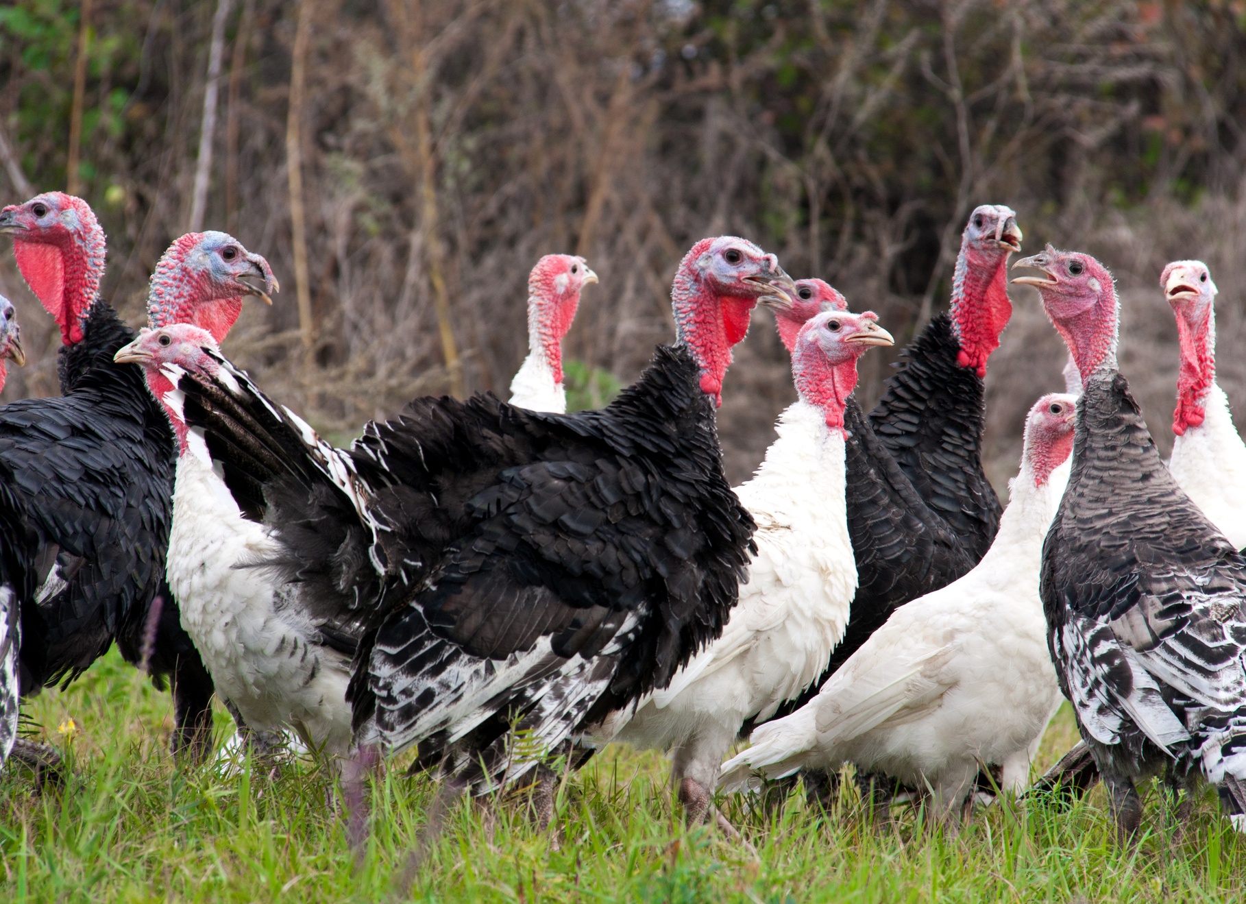 Белые бельтвийские индейки Белые бельтвийские индейки