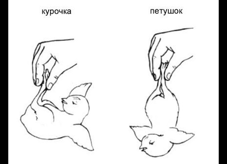 Как определить пол цыплят