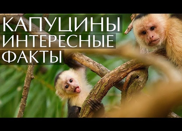 Капуцины — смышленые и симпатичные обезьянки.