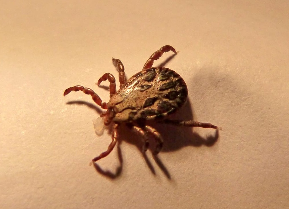 Ученые разрабатывают синтетическую вакцину в таблетках Ученые разрабатывают синтетическую вакцину в таблетках