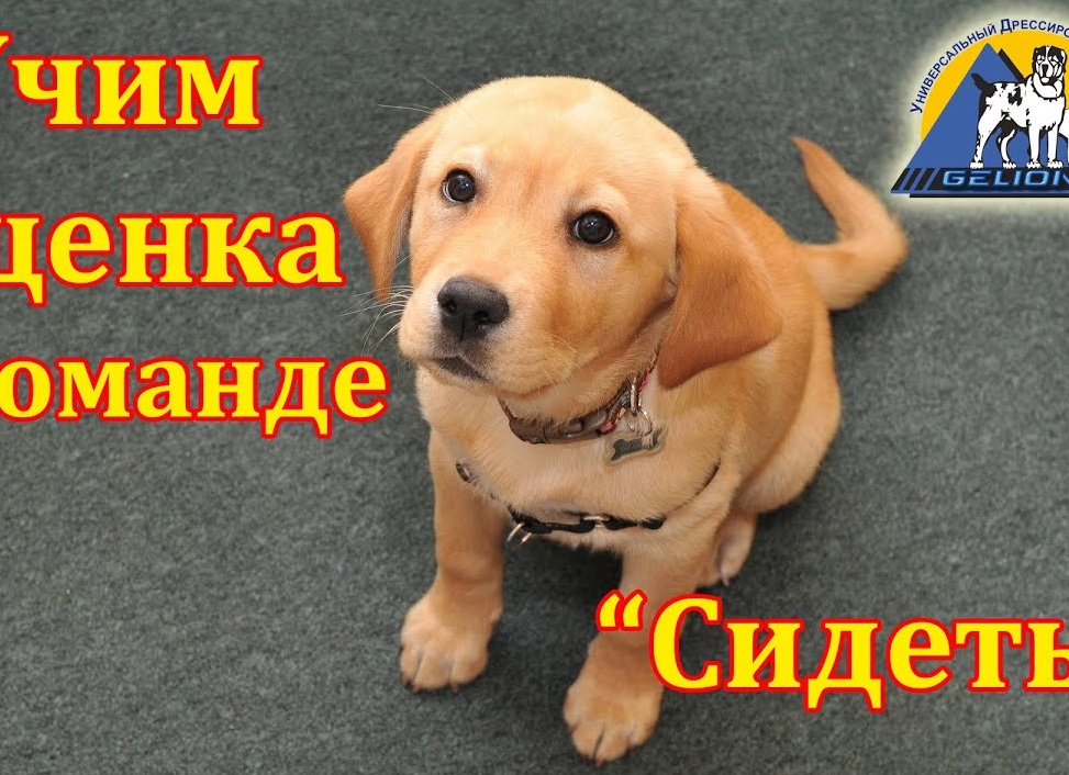 Как обучить собаку командам?