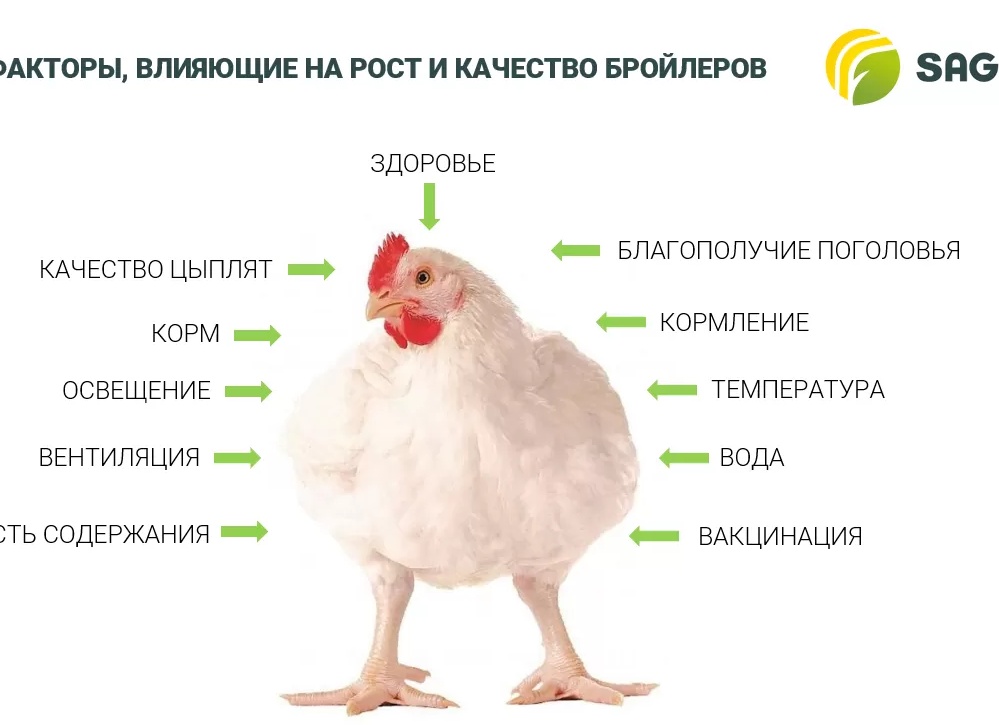 Факторы влияющие на состояние птицы