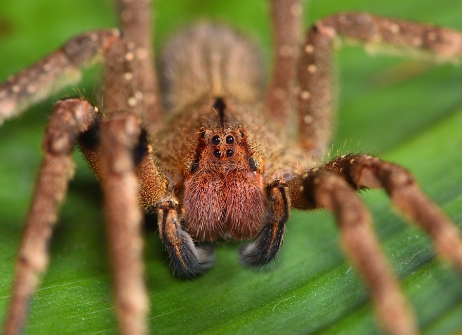 Самые опасные и ядовитые пауки