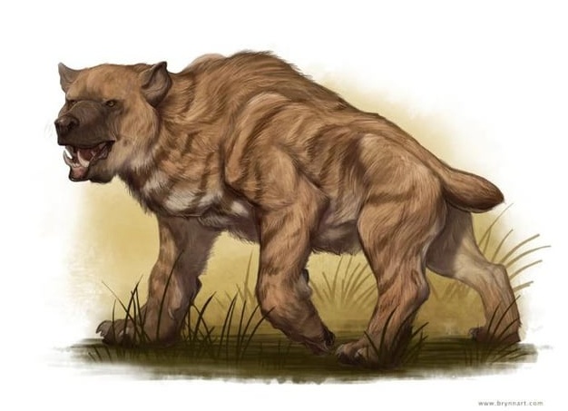 Медведь Нанди: существует ли этот зверь на самом деле?