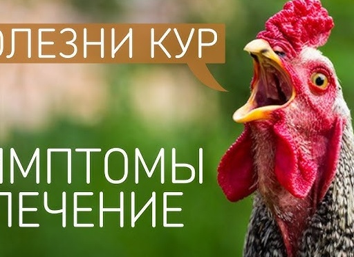 Болезни птиц и их лечение